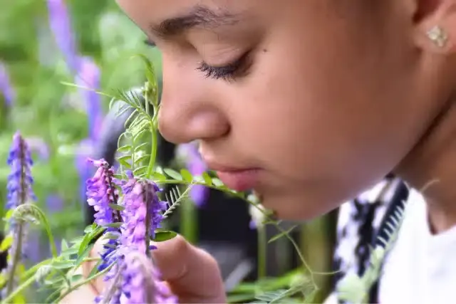 ילדה מריחה את צמח הלוונדר