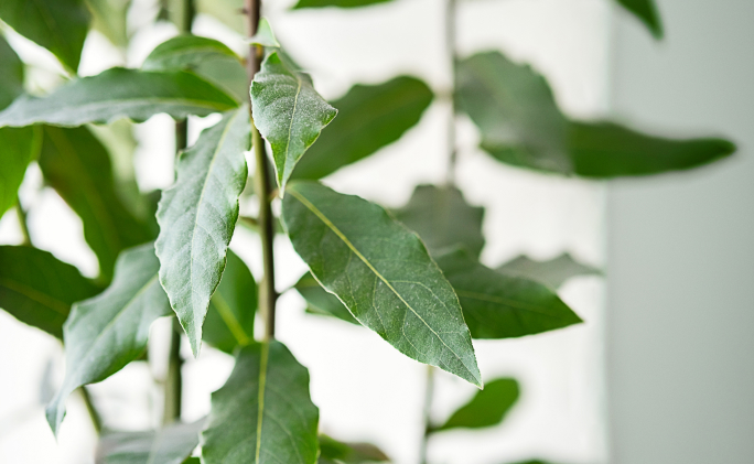 ענף עלי דפנה טרי