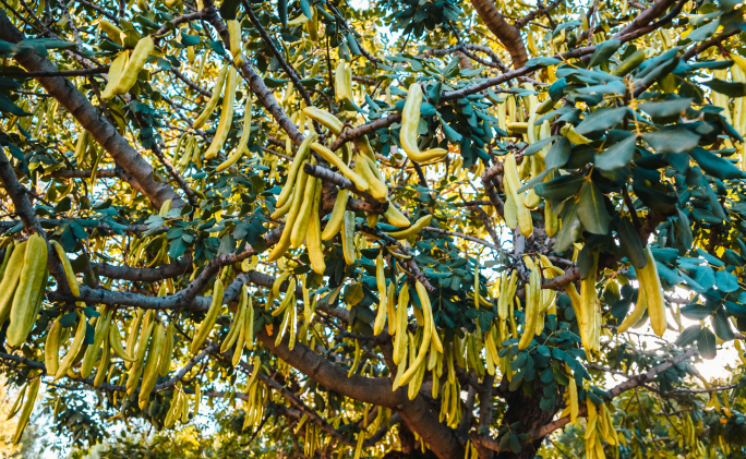 עץ חרובים עם חרובים